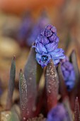 DAVID CARVER NATIONAL COLLECTION OF HYACINTHELLA, DEVON: FEBRUARY, PURPLE FLOWERS, BLOOMS OF HYACINTHELLA HELDREICHII, BULBS