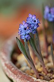 DAVID CARVER NATIONAL COLLECTION OF HYACINTHELLA, DEVON: FEBRUARY, PURPLE FLOWERS, BLOOMS OF HYACINTHELLA HELDREICHII, BULBS