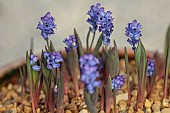 DAVID CARVER NATIONAL COLLECTION OF HYACINTHELLA, DEVON: FEBRUARY, PURPLE FLOWERS, BLOOMS OF HYACINTHELLA HELDREICHII, BULBS