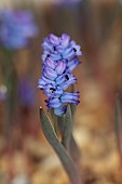 DAVID CARVER NATIONAL COLLECTION OF HYACINTHELLA, DEVON: FEBRUARY, PURPLE FLOWERS, BLOOMS OF HYACINTHELLA HELDREICHII, BULBS