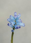DAVID CARVER NATIONAL COLLECTION OF HYACINTHELLA, DEVON: FEBRUARY, PURPLE FLOWERS, BLOOMS OF HYACINTHELLA NERVOSA, BULBS