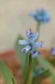 DAVID CARVER NATIONAL COLLECTION OF HYACINTHELLA, DEVON: FEBRUARY, PURPLE FLOWERS, BLOOMS OF HYACINTHELLA NERVOSA, BULBS