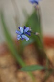 DAVID CARVER NATIONAL COLLECTION OF HYACINTHELLA, DEVON: FEBRUARY, PURPLE FLOWERS, BLOOMS OF HYACINTHELLA LAZULINA, BULBS