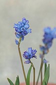 DAVID CARVER NATIONAL COLLECTION OF HYACINTHELLA, DEVON: FEBRUARY, PURPLE FLOWERS, BLOOMS OF HYACINTHELLA PALLASIANA, BULBS