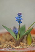 DAVID CARVER NATIONAL COLLECTION OF HYACINTHELLA, DEVON: FEBRUARY, PURPLE FLOWERS, BLOOMS OF HYACINTHELLA GLABRESCENS, BULBS