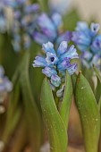DAVID CARVER NATIONAL COLLECTION OF HYACINTHELLA, DEVON: FEBRUARY, PURPLE FLOWERS, BLOOMS OF HYACINTHELLA SIIRTENSIS, BULBS