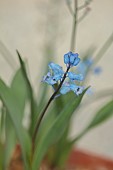 DAVID CARVER NATIONAL COLLECTION OF HYACINTHELLA, DEVON: FEBRUARY, PURPLE FLOWERS, BLOOMS OF HYACINTHELLA ATCHLEYI, BULBS