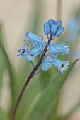 DAVID CARVER NATIONAL COLLECTION OF HYACINTHELLA, DEVON: FEBRUARY, PURPLE FLOWERS, BLOOMS OF HYACINTHELLA SIIRTENSIS, BULBS
