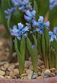 DAVID CARVER NATIONAL COLLECTION OF HYACINTHELLA, DEVON: FEBRUARY, PURPLE FLOWERS, BLOOMS OF HYACINTHELLA SIIRTENSIS, BULBS