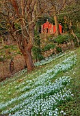 PAINSWICK ROCOCO GARDEN, GLOUCESTERSHIRE: THE RED HOUSE WITH BANK OF SNOWDROPS, GARDEN BUILDING, FEBRUARY, DRIFTS
