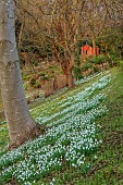 PAINSWICK ROCOCO GARDEN, GLOUCESTERSHIRE: THE RED HOUSE WITH BANK OF SNOWDROPS, GARDEN BUILDING, FEBRUARY, DRIFTS