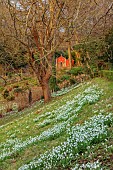 PAINSWICK ROCOCO GARDEN, GLOUCESTERSHIRE: THE RED HOUSE WITH BANK OF SNOWDROPS, GARDEN BUILDING, FEBRUARY, DRIFTS