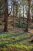 PAINSWICK ROCOCO GARDEN, GLOUCESTERSHIRE: FEBRUARY,  WOOD WITH SNOWDROPS. WHITE, FLOWERS, WINTER, JANUARY, GALANTHUS, WOODLAND, DRIFTS, GARDEN, PATH, PATHS