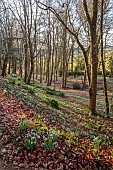 PAINSWICK ROCOCO GARDEN, GLOUCESTERSHIRE: FEBRUARY,  WOOD WITH SNOWDROPS. WHITE, FLOWERS, WINTER, JANUARY, GALANTHUS, WOODLAND, DRIFTS, GARDEN