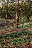 PAINSWICK ROCOCO GARDEN, GLOUCESTERSHIRE: FEBRUARY,  WOOD WITH SNOWDROPS. WHITE, FLOWERS, WINTER, JANUARY, GALANTHUS, WOODLAND, DRIFTS, GARDEN