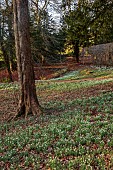 PAINSWICK ROCOCO GARDEN, GLOUCESTERSHIRE: FEBRUARY,  WOOD WITH SNOWDROPS. WHITE, FLOWERS, WINTER, JANUARY, GALANTHUS, WOODLAND, DRIFTS, GARDEN, PATH, PATHS