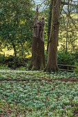 PAINSWICK ROCOCO GARDEN, GLOUCESTERSHIRE: BEECH TREE IN WOODLAND SCULPTED INTO A GERMAN CASTLE BY DENIUS PARSON. ORNAMENT, SCULPTURE, WOOD, SNOWDROPS, FEBRUARY