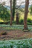 PAINSWICK ROCOCO GARDEN, GLOUCESTERSHIRE: BEECH TREE IN WOODLAND SCULPTED INTO A GERMAN CASTLE BY DENIUS PARSON. ORNAMENT, SCULPTURE, WOOD, SNOWDROPS, FEBRUARY