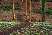 PAINSWICK ROCOCO GARDEN, GLOUCESTERSHIRE: WOODLAND, TREES, SNOWDROPS, WICKER HOUSE, OUTBUILDING, ARBOUR, FEBRUARY, PATHS