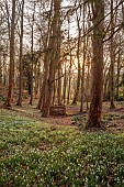 PAINSWICK ROCOCO GARDEN, GLOUCESTERSHIRE: WOODLAND, TREES, SNOWDROPS, WICKER HOUSE, OUTBUILDING, ARBOUR, FEBRUARY