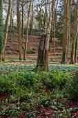 PAINSWICK ROCOCO GARDEN, GLOUCESTERSHIRE: BEECH TREE IN WOODLAND SCULPTED INTO A GERMAN CASTLE BY DENIUS PARSON. ORNAMENT, SCULPTURE, WOOD, SNOWDROPS, FEBRUARY
