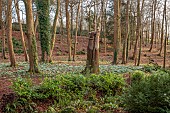 PAINSWICK ROCOCO GARDEN, GLOUCESTERSHIRE: BEECH TREE IN WOODLAND SCULPTED INTO A GERMAN CASTLE BY DENIUS PARSON. ORNAMENT, SCULPTURE, WOOD, SNOWDROPS, FEBRUARY