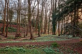 PAINSWICK ROCOCO GARDEN, GLOUCESTERSHIRE: WOODLAND, SNOWDROPS, FEBRUARY, PATHS, TREES, SNOWDROP GROVE
