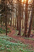 PAINSWICK ROCOCO GARDEN, GLOUCESTERSHIRE: WOODLAND, SNOWDROPS, FEBRUARY, PATHS, TREES, SNOWDROP GROVE, PATHS
