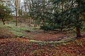 PAINSWICK ROCOCO GARDEN, GLOUCESTERSHIRE: WOODLAND, SNOWDROPS, FEBRUARY, PATHS, TREES, SNOWDROP GROVE