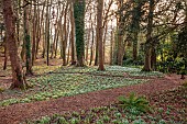 PAINSWICK ROCOCO GARDEN, GLOUCESTERSHIRE: WOODLAND, SNOWDROPS, FEBRUARY, PATHS, TREES, SNOWDROP GROVE