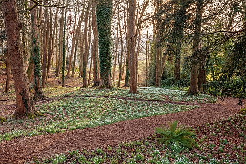PAINSWICK_ROCOCO_GARDEN_GLOUCESTERSHIRE_WOODLAND_SNOWDROPS_FEBRUARY_PATHS_TREES_SNOWDROP_GROVE