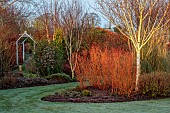 HOLME FOR GARDENS, DORSET, FEBRUARY, WINTER GARDEN, HENGE GARDEN, CORNUS SANGUINEA MIDWINTER FIRE, BETULA UTILIS JACQUEMONTII SILVER SHADOW