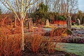 HOLME FOR GARDENS, DORSET, FEBRUARY, WINTER GARDEN, HENGE GARDEN, CORNUS SANGUINEA MIDWINTER FIRE, BETULA UTILIS JACQUEMONTII SILVER SHADOW