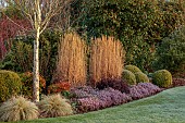HOLME FOR GARDENS, DORSET, FEBRUARY, WINTER GARDEN, HENGE GARDEN, HEATHERS, LONICERA NITIDA BAGGESENS GOLD, MISCANTHUS, NANDINA DOMESTICA FIREPOWER, LAWN, BORDER