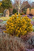 HOLME FOR GARDENS, DORSET, FEBRUARY, WINTER GARDEN, HENGE GARDEN, GOLDEN FOLIAGE, LEAVES OF PINE, PINUS MUGO CARSTENS WINTER GOLD, CONIFERS