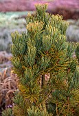 HOLME FOR GARDENS, DORSET, FEBRUARY, WINTER GARDEN, HENGE GARDEN, FOLIAGE, LEAVES OF PINE, PINUS PUMILA SANTIS, CONIFERS