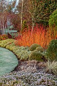 HOLME FOR GARDENS, DORSET, FEBRUARY, WINTER GARDEN, HENGE GARDEN, HEATHERS, CORNUS SANGUINEA MIDWINTER FIRE, LONICERA NITIDA BAGGESENS GOLD, CHOISYA WHITE DAZZLER