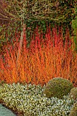 HOLME FOR GARDENS, DORSET, FEBRUARY, WINTER GARDEN, HENGE GARDEN, HEATHERS, CORNUS SANGUINEA MIDWINTER FIRE, LONICERA NITIDA BAGGESENS GOLD, BORDER