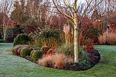 HOLME FOR GARDENS, DORSET, FEBRUARY, WINTER GARDEN, HENGE GARDEN, BORDER, CORTADERIA PUMILA, BETULA JERMYNS, GRASSES, LONICERA BAGGESENS GOLD, CORNUS ALBA SIBIRICA
