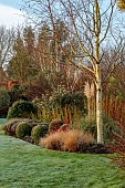 HOLME FOR GARDENS, DORSET, FEBRUARY, WINTER GARDEN, HENGE GARDEN, BORDER, CORTADERIA PUMILA, BETULA JERMYNS, GRASSES, LONICERA BAGGESENS GOLD, CORNUS ALBA SIBIRICA