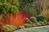HOLME FOR GARDENS, DORSET, FEBRUARY, WINTER GARDEN, HENGE GARDEN, HEATHERS, LONICERA BAGGESENS GOLD, CORNUS SANGUINEA MIDWINTER FIRE, CHOISYA WHITE DAZZLER