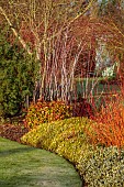 HOLME FOR GARDENS, DORSET, FEBRUARY, WINTER GARDEN, HENGE GARDEN, HEATHERS, CORNUS SANGUINEA MIDWINTER FIRE, NANDINA DOMESTICA FIREPOWER, RUBUS THIBETANUS