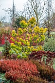 HOLME FOR GARDENS, DORSET, FEBRUARY, WINTER GARDEN, HENGE GARDEN, LEAVES, FOLIAGE OF PINE, PINUS RADIATA AUREA, EVERGREEN, CONIFERS, SHRUBS