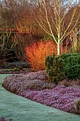 HOLME FOR GARDENS, DORSET, FEBRUARY, WINTER GARDEN, HENGE GARDEN, CORNUS SANGUINEA MIDWINTER FIRE, BETULA UTILIS JACQUEMONTII SILVER SHADOW, HEATHERS, LAWN, FROST, FROSTY