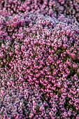 HOLME FOR GARDENS, DORSET, FEBRUARY, WINTER GARDEN, HENGE GARDEN, HEATHERS, ERICA CARNEA WINTER RUBIN, EVERGREEN, SHRUBS