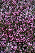 HOLME FOR GARDENS, DORSET, FEBRUARY, WINTER GARDEN, HENGE GARDEN, HEATHERS, ERICA CARNEA WINTER RUBIN, EVERGREEN, SHRUBS