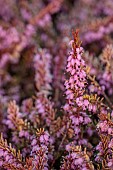 HOLME FOR GARDENS, DORSET, FEBRUARY, WINTER GARDEN, HENGE GARDEN, HEATHERS, ERICA CARNEA DECEMBER RED, EVERGREEN, SHRUBS
