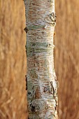 HOLME FOR GARDENS, DORSET, FEBRUARY, WINTER GARDEN, HENGE GARDEN, BARK, TRUNK OF BETULA X FETISOWII, SILVER BIRCH, TREES
