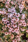 HOLME FOR GARDENS, DORSET, FEBRUARY, WINTER GARDEN, HENGE GARDEN, HEATHERS, ERICA CARNEA CLARIBELLE, EVERGREEN, SHRUBS