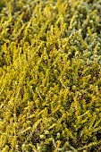 HOLME FOR GARDENS, DORSET, FEBRUARY, WINTER GARDEN, HENGE GARDEN, HEATHERS, ERICA X DARLEYENSIS GOLDEN PERFECT, EVERGREEN, SHRUBS
